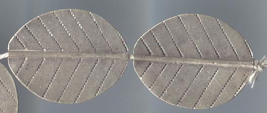 Thai Karen Hill Tribe Silver Beads Printed Oval Leaf Beads BL348 (2 Beads)